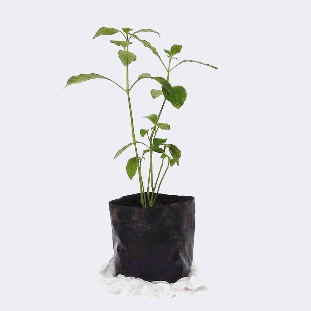 Home plant2 free img